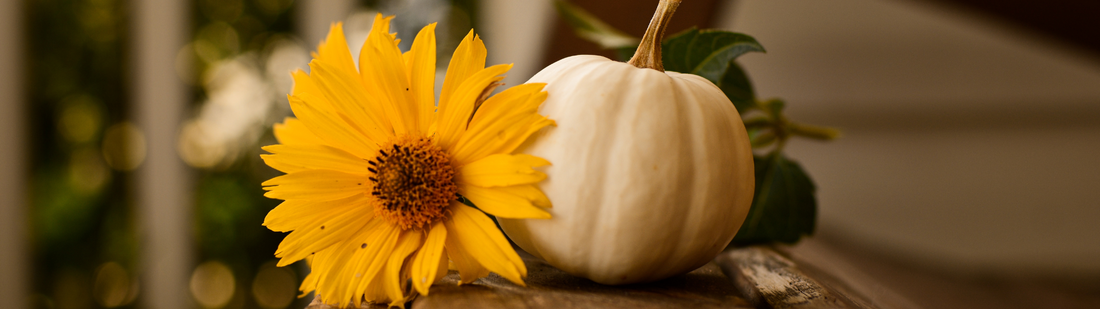 Gratitude - The Art of Noticing